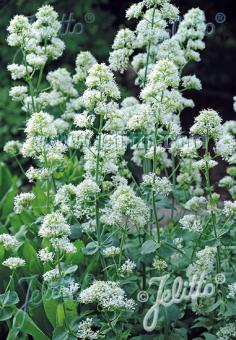 Centranthus ruber 'Albus'